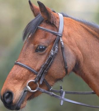 CAMBRIAN PONY BRIDLE. SECTION A.