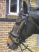 RHINEGOLD GERMAN LEATHER COMFORT BRIDLE